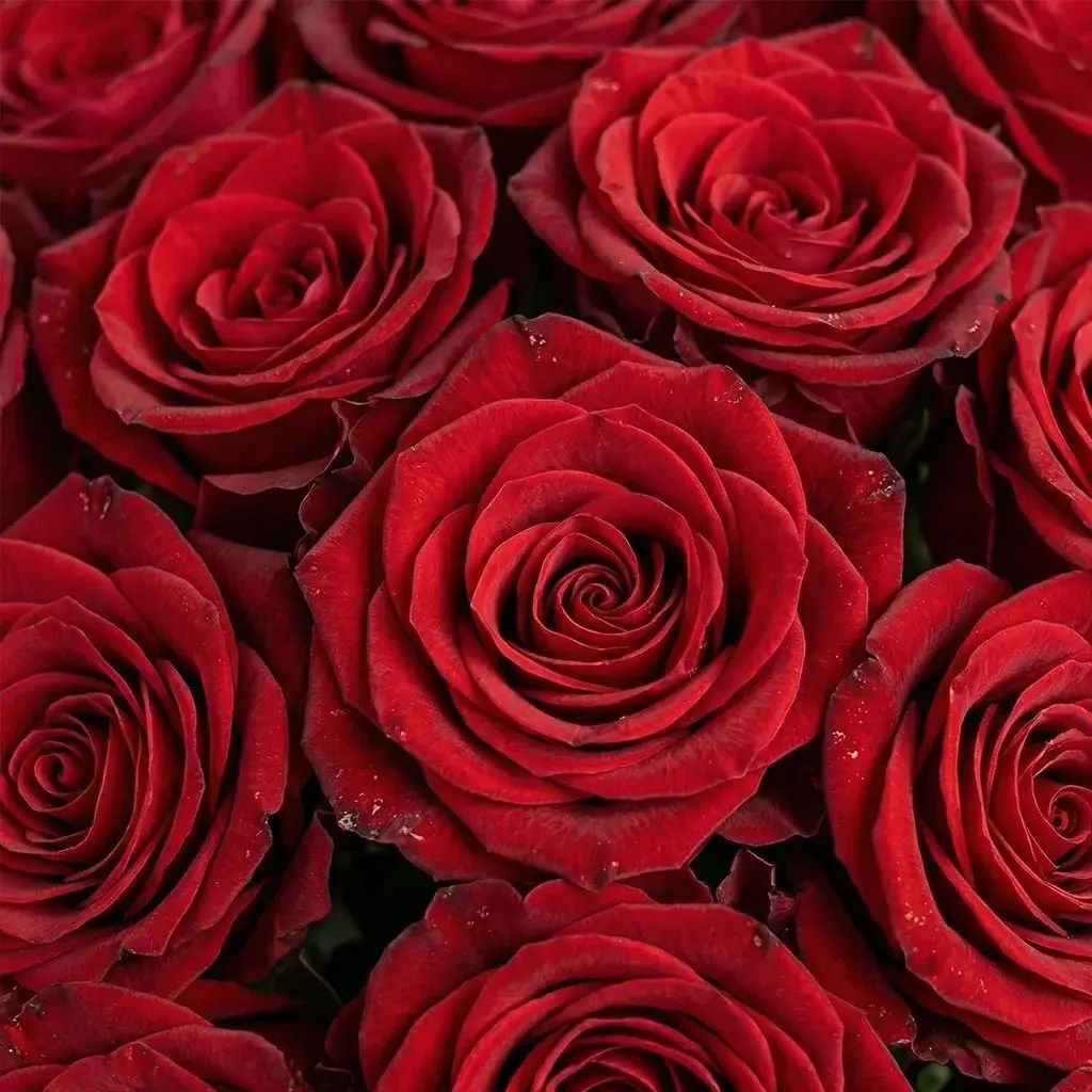 100 Red Roses