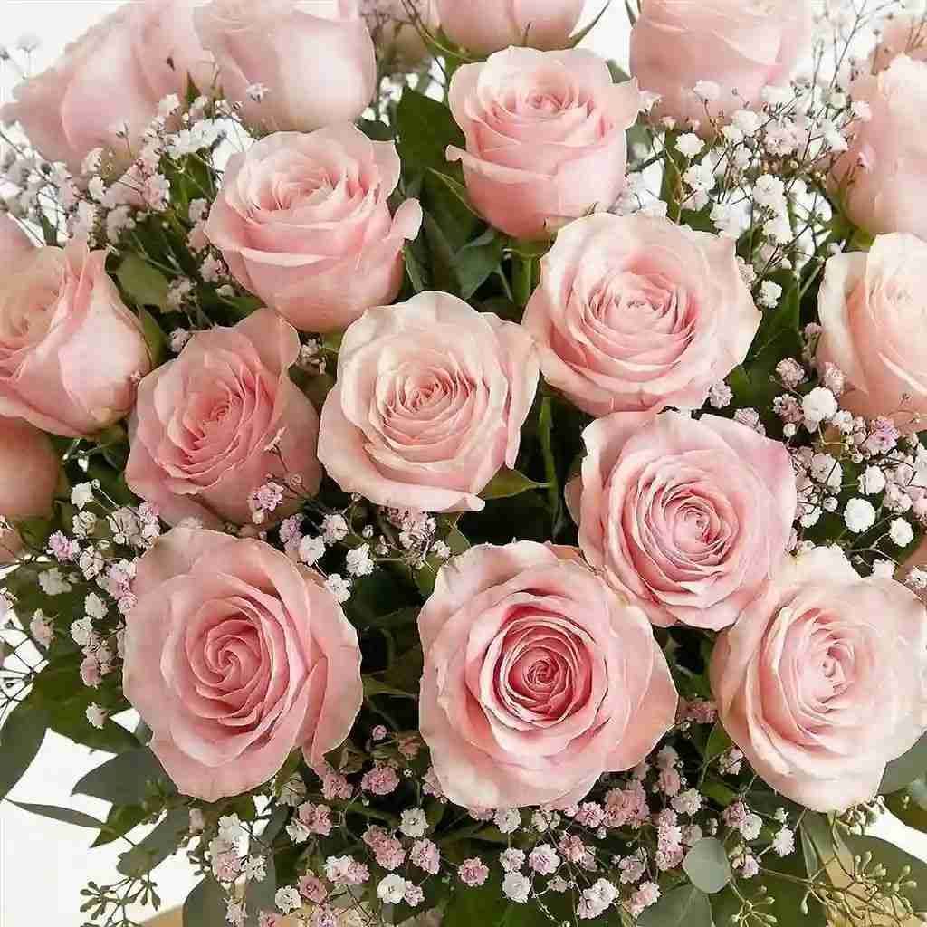 24 Pink Roses