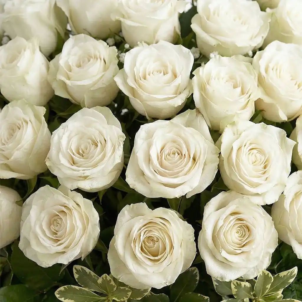 50 White Roses