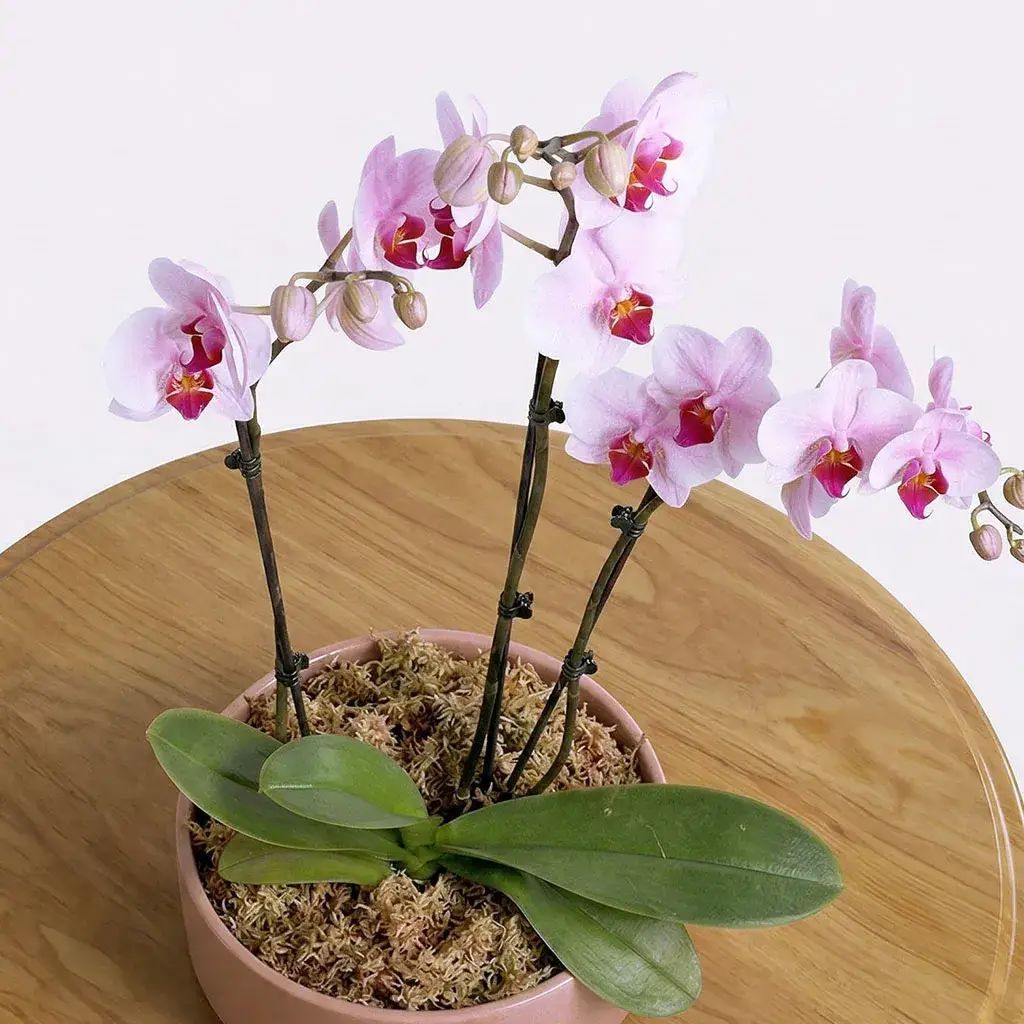 Pink Orchids
