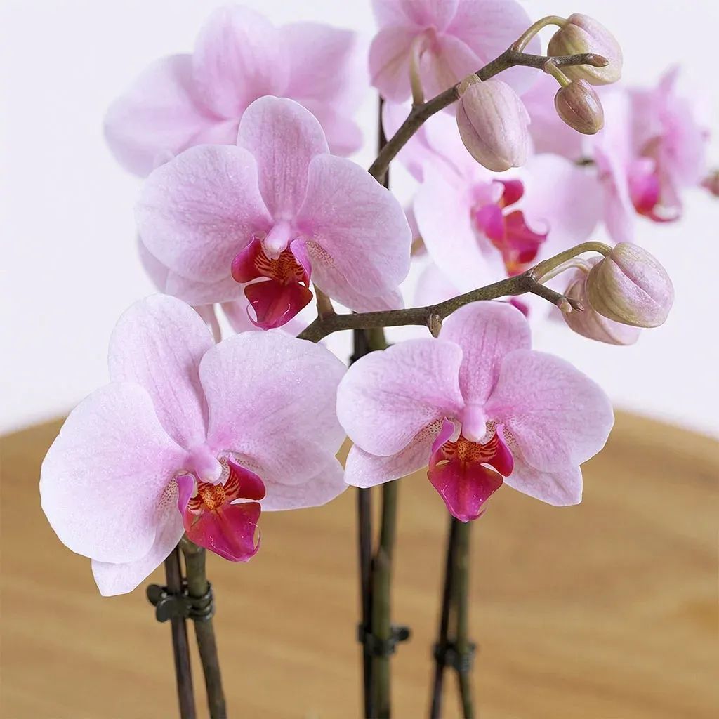 Pink Orchids