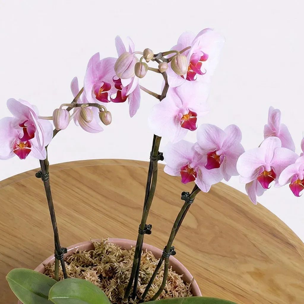 Pink Orchids
