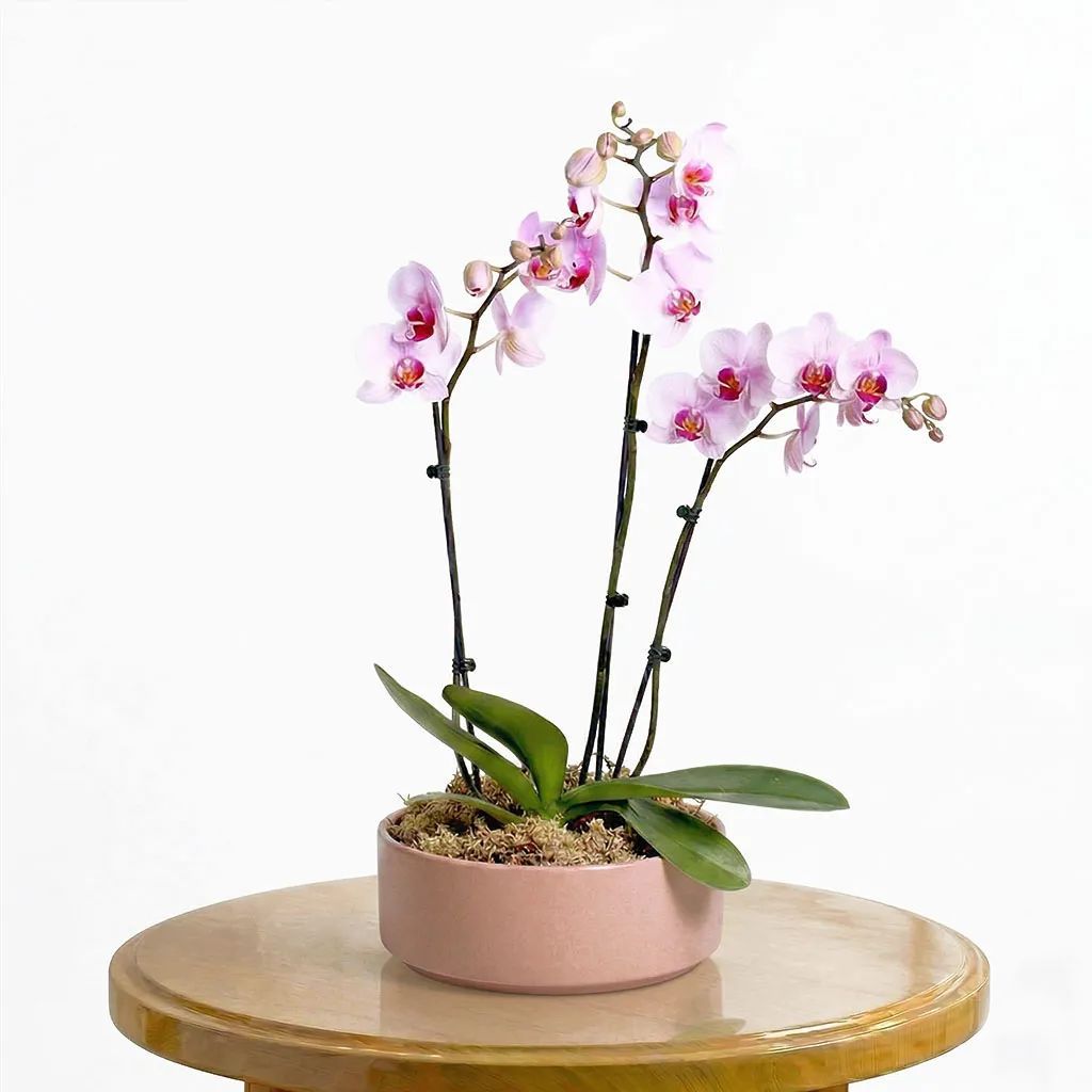 Pink Orchids
