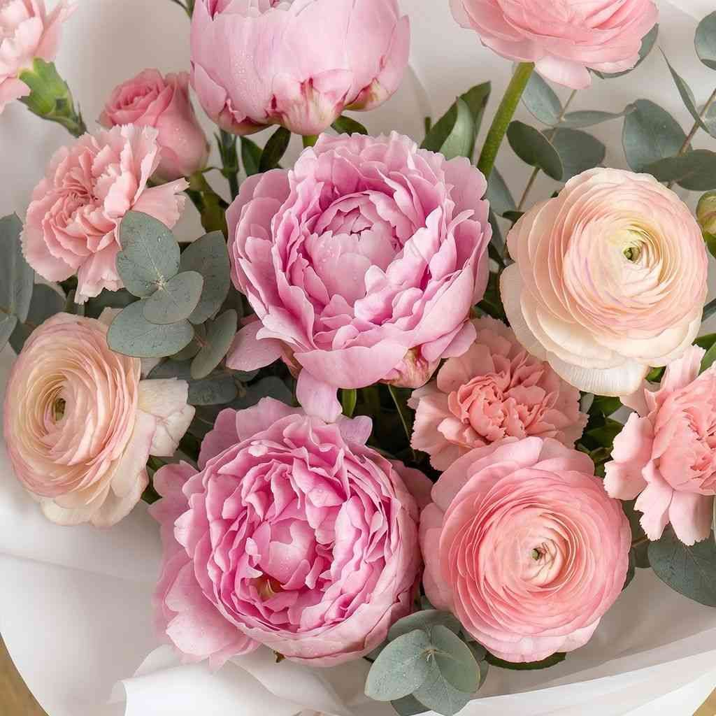 Soft Peony