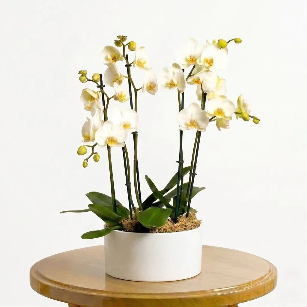 White Orchids