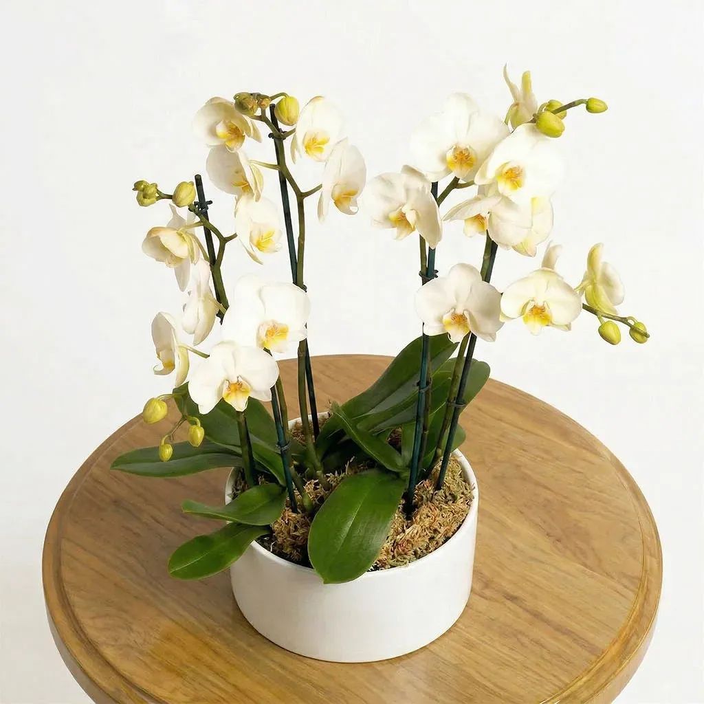 White Orchids