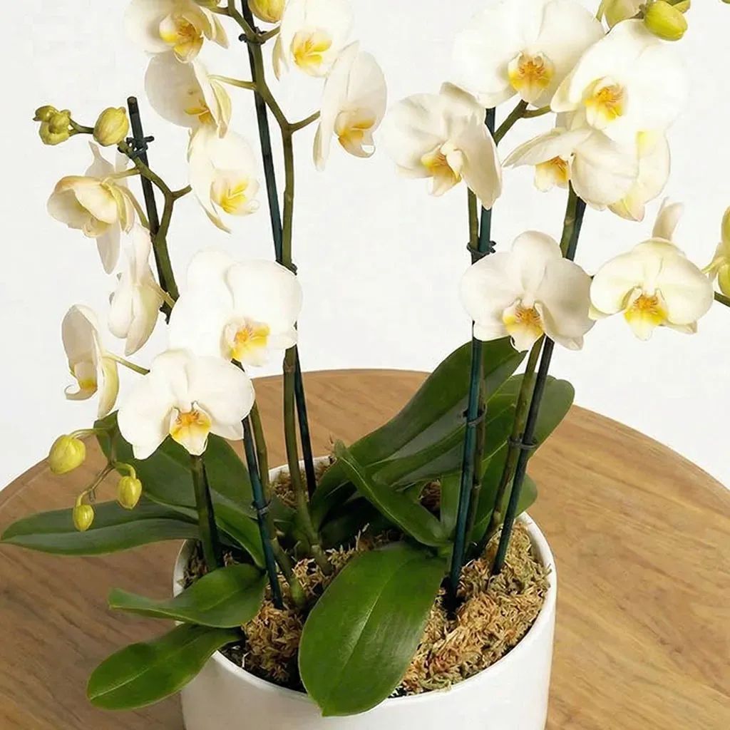 White Orchids