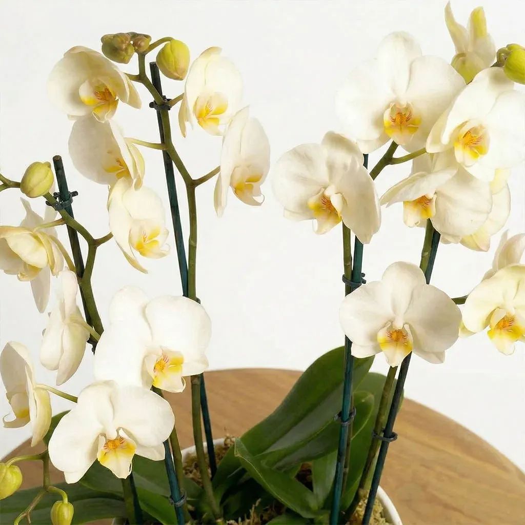 White Orchids